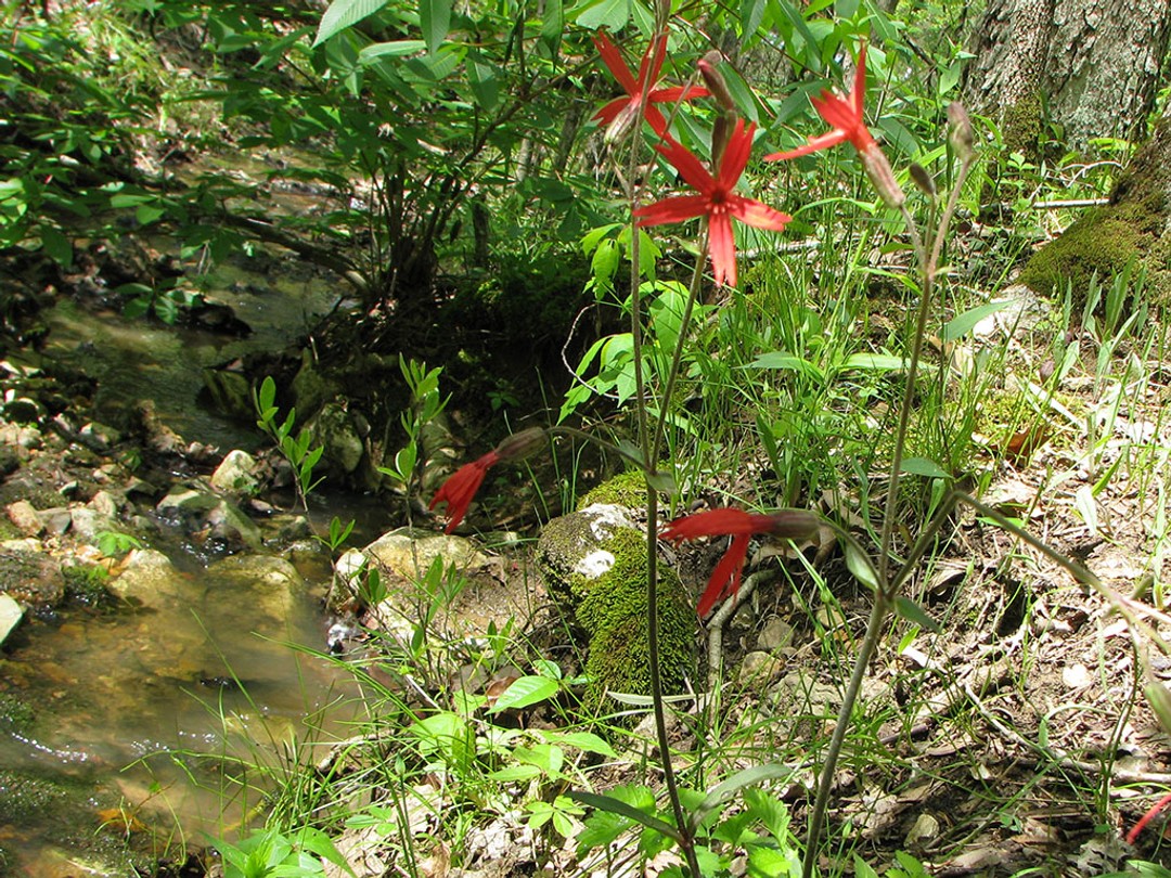 Flowering along mossy creek bank