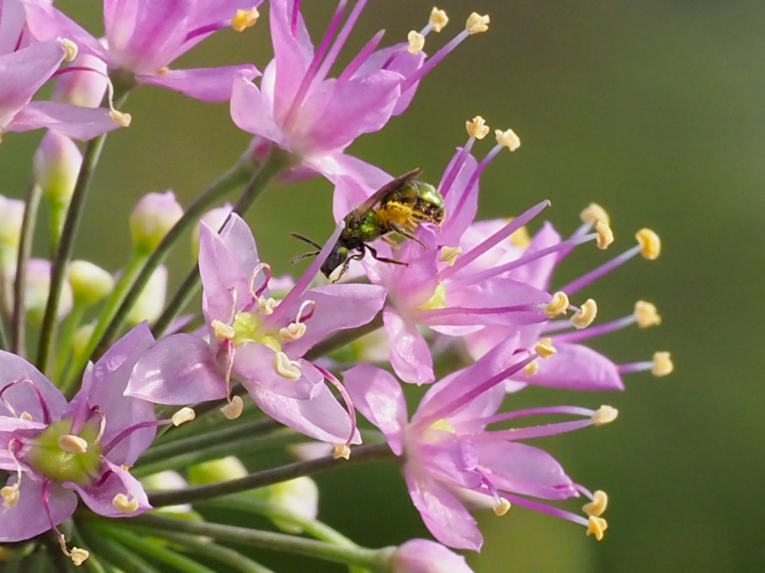 Metallic green sweat bee