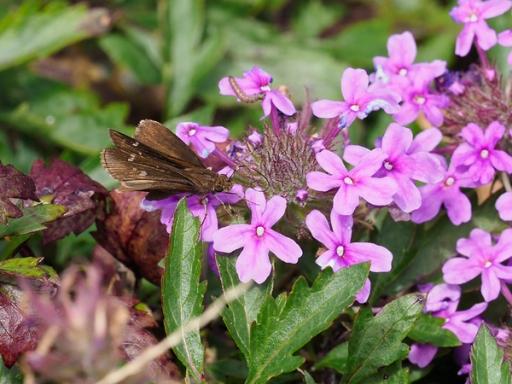 Southern Cloudywing