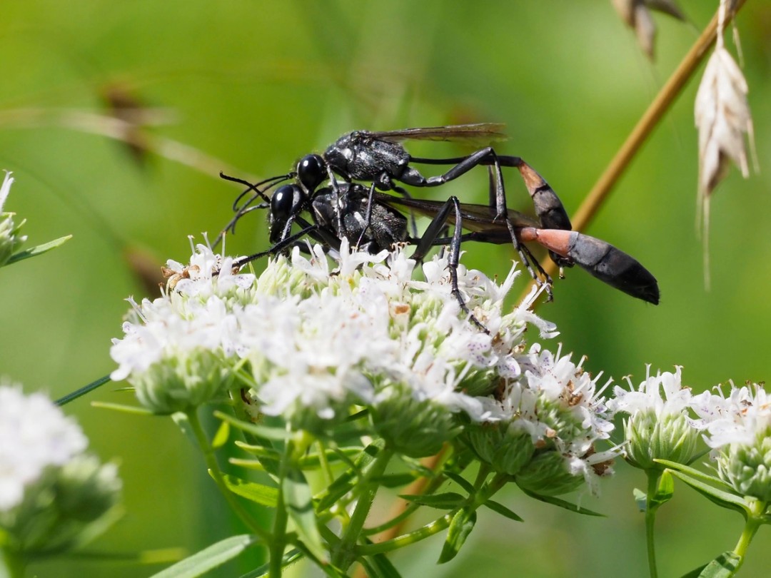 Black Thread-waisted wasp