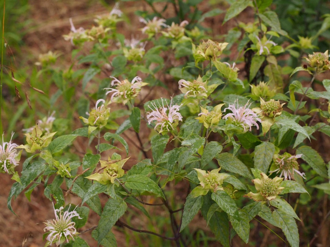 Late season flowers