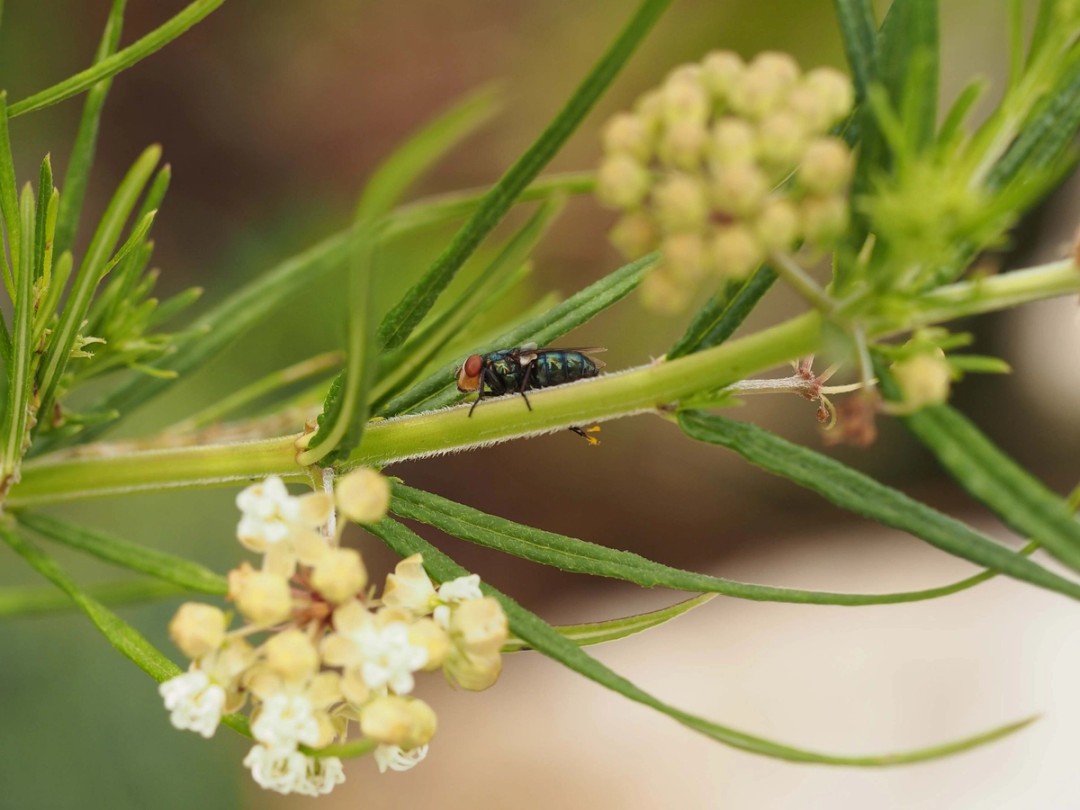 Secondary Screwworm Fly