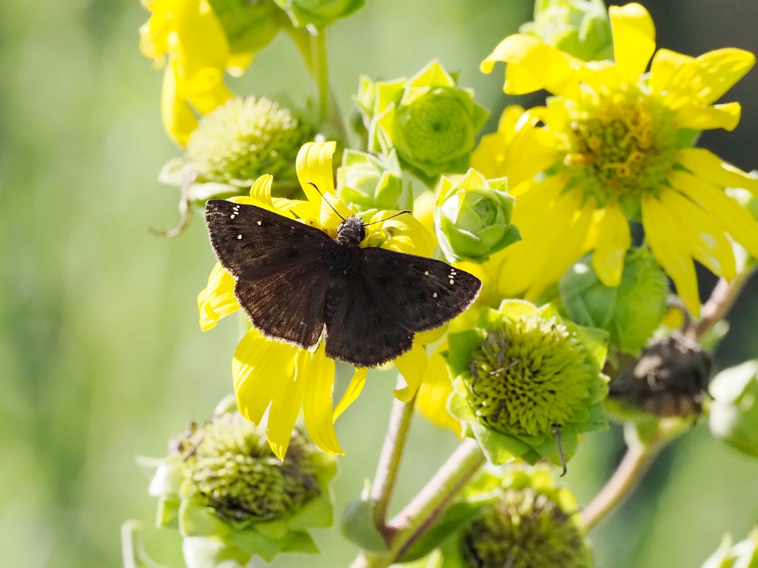 Horace's Duskywing