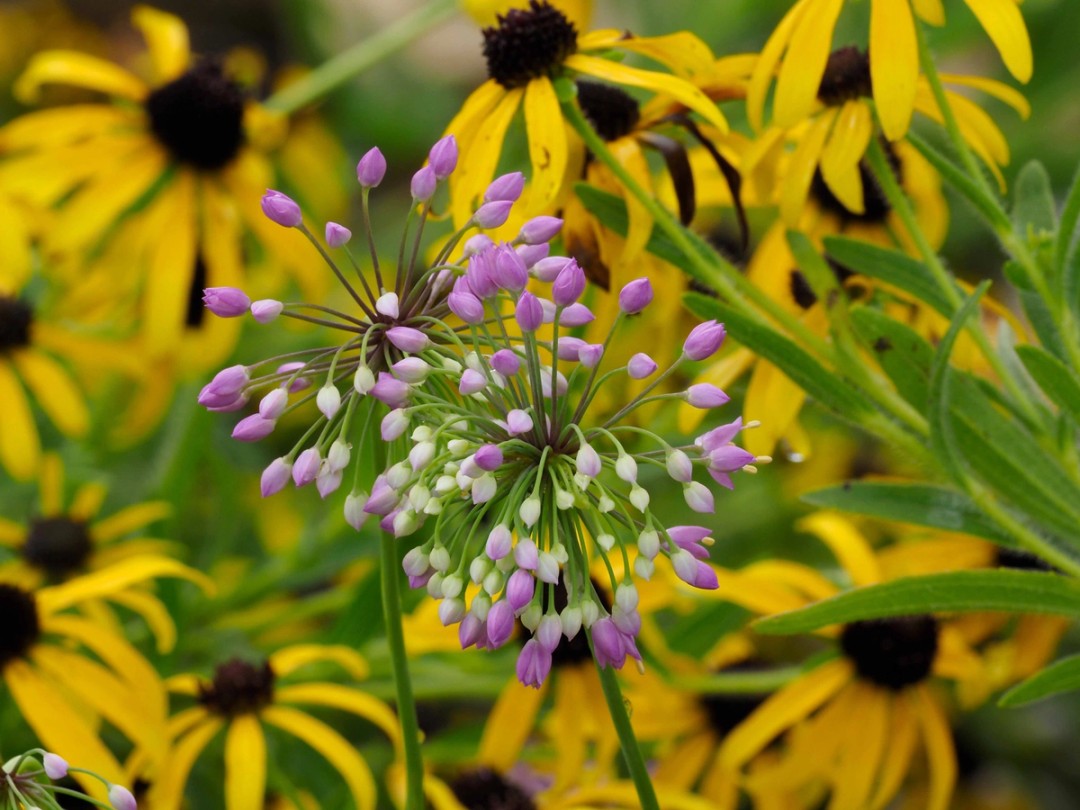 Wild onion (Allium stellatum)