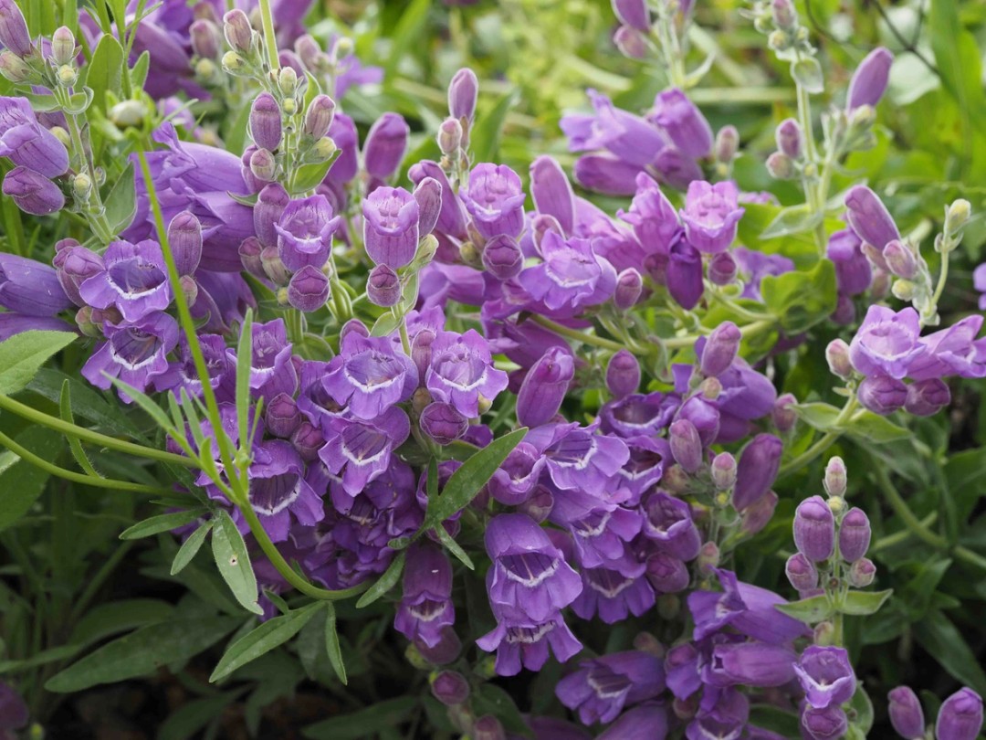 Heavy mass of flowers 
