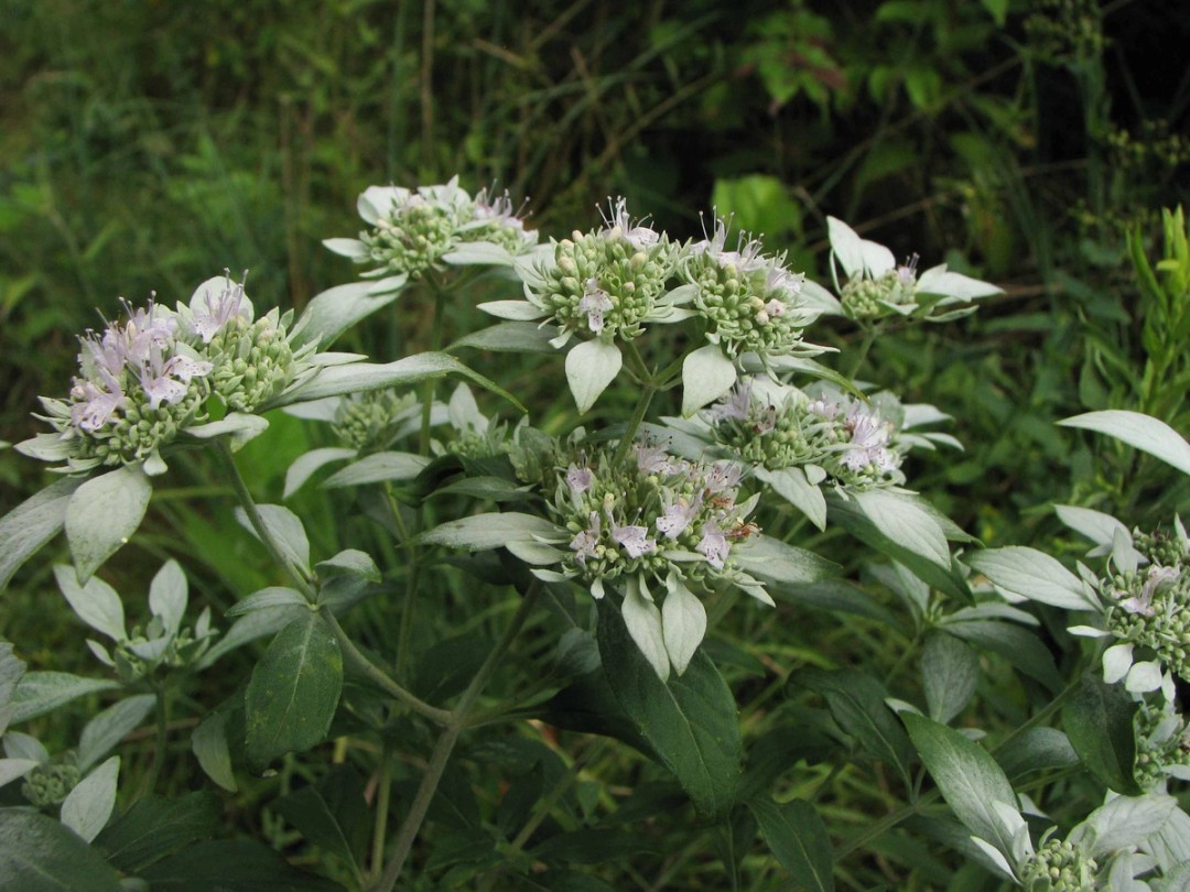 Buds and flowers