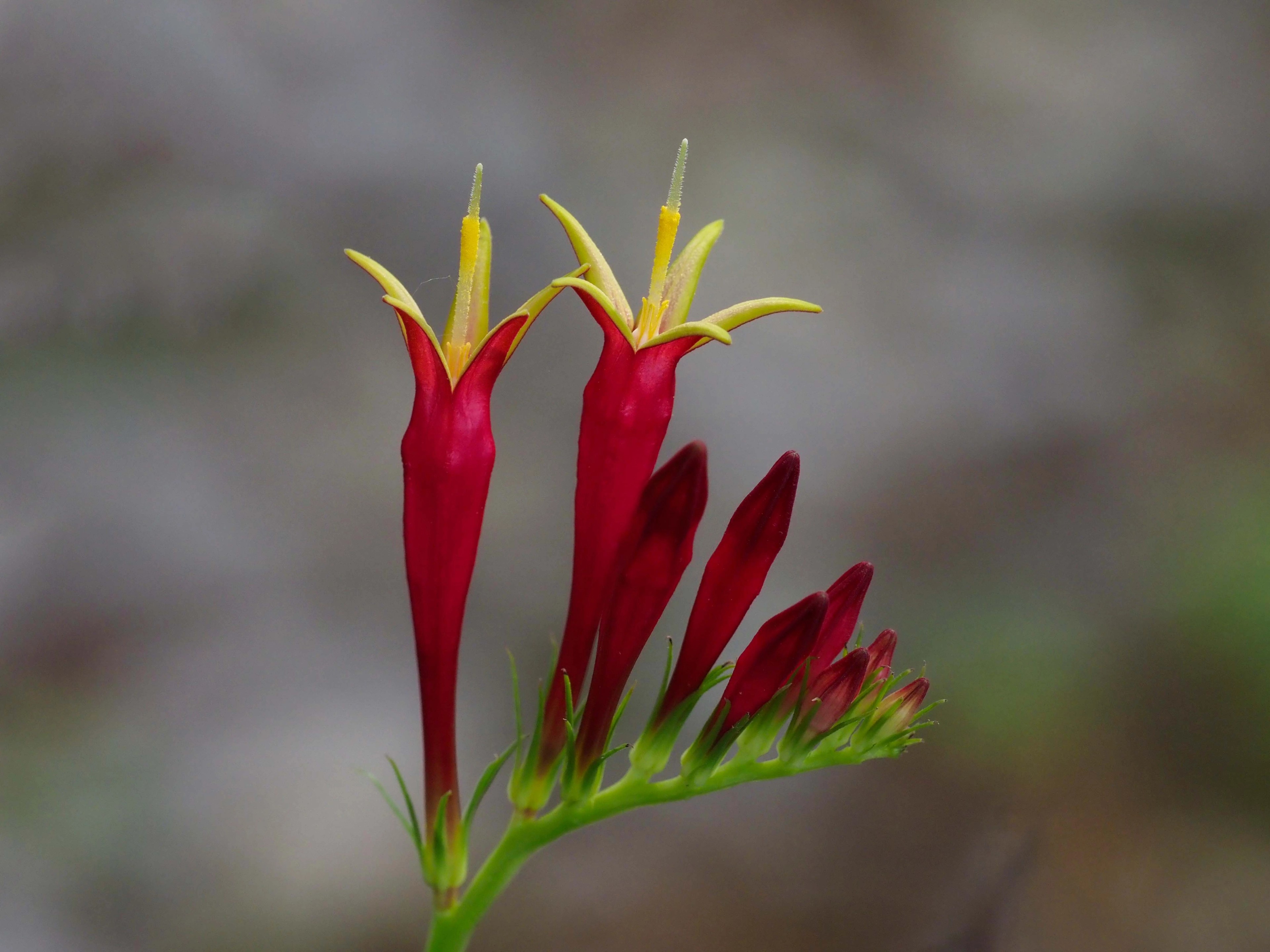Spigelia marilandica