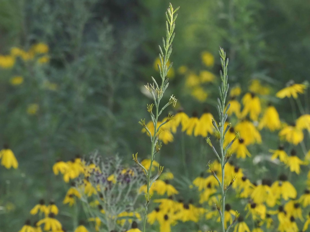 with Rudbeckia hirta