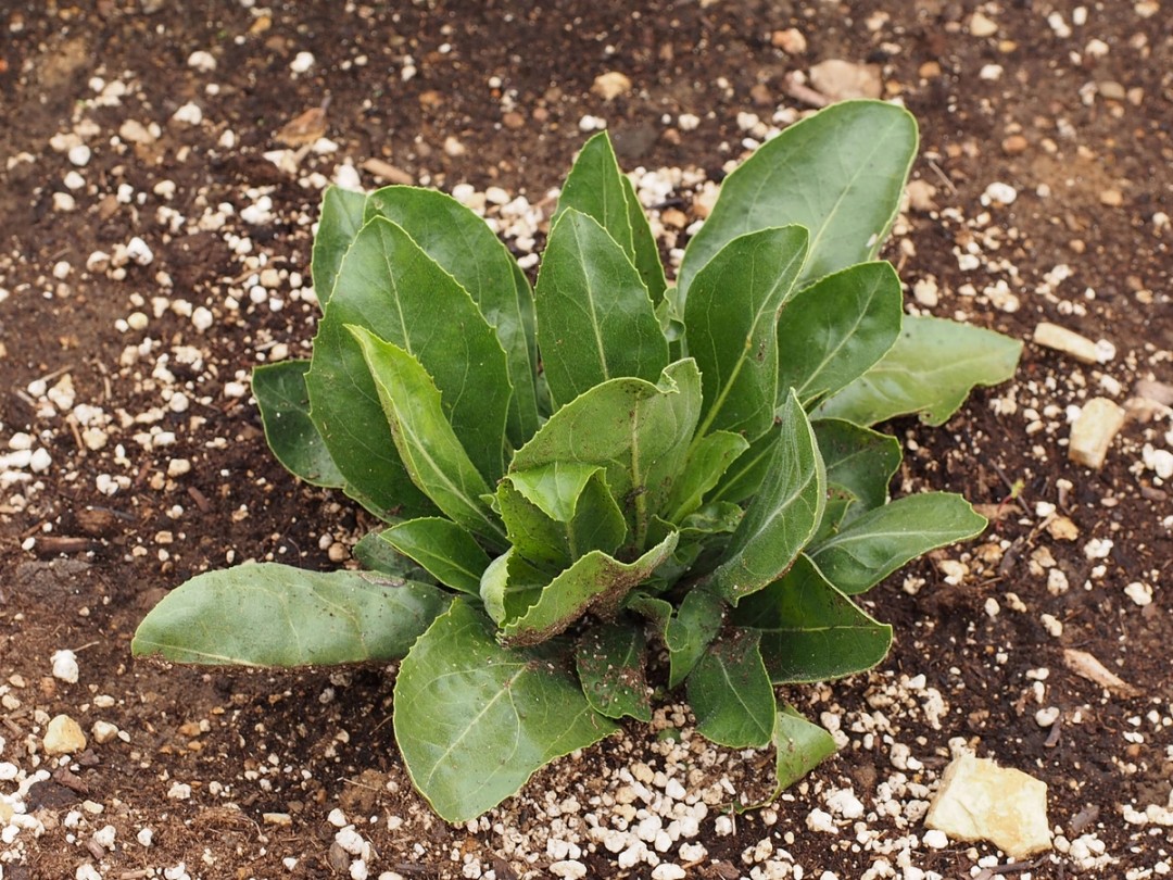 Basal rosette of Penstemon cobaea