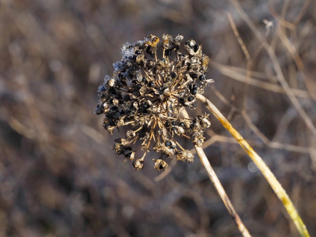 Ripe seeds