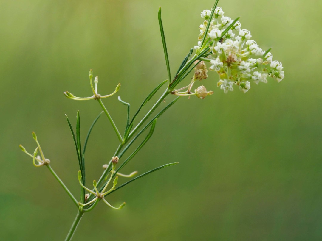 Developing seed pods
