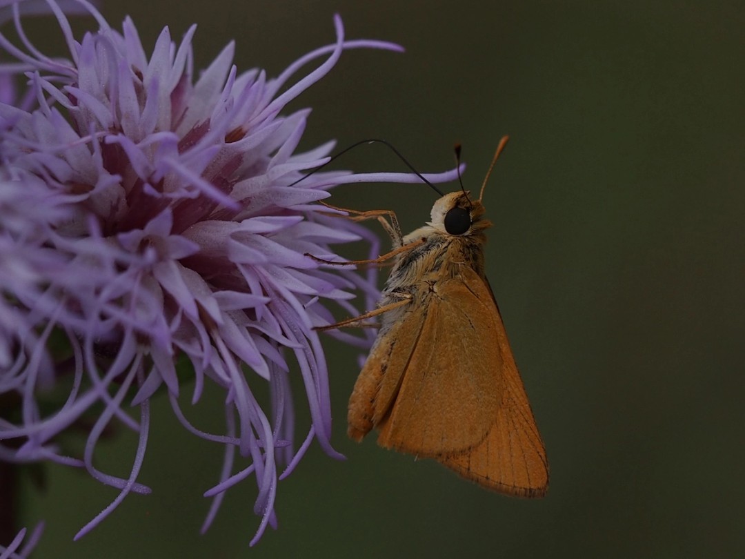 Delaware Skipper