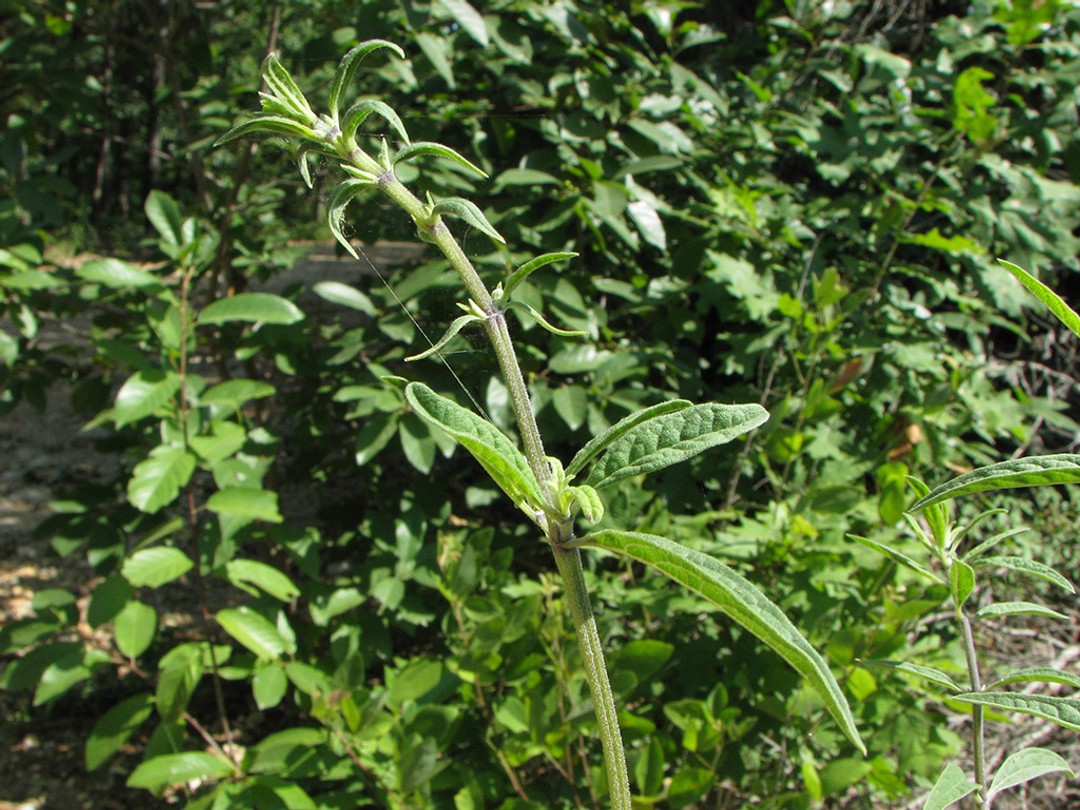 Stem and upper leaves