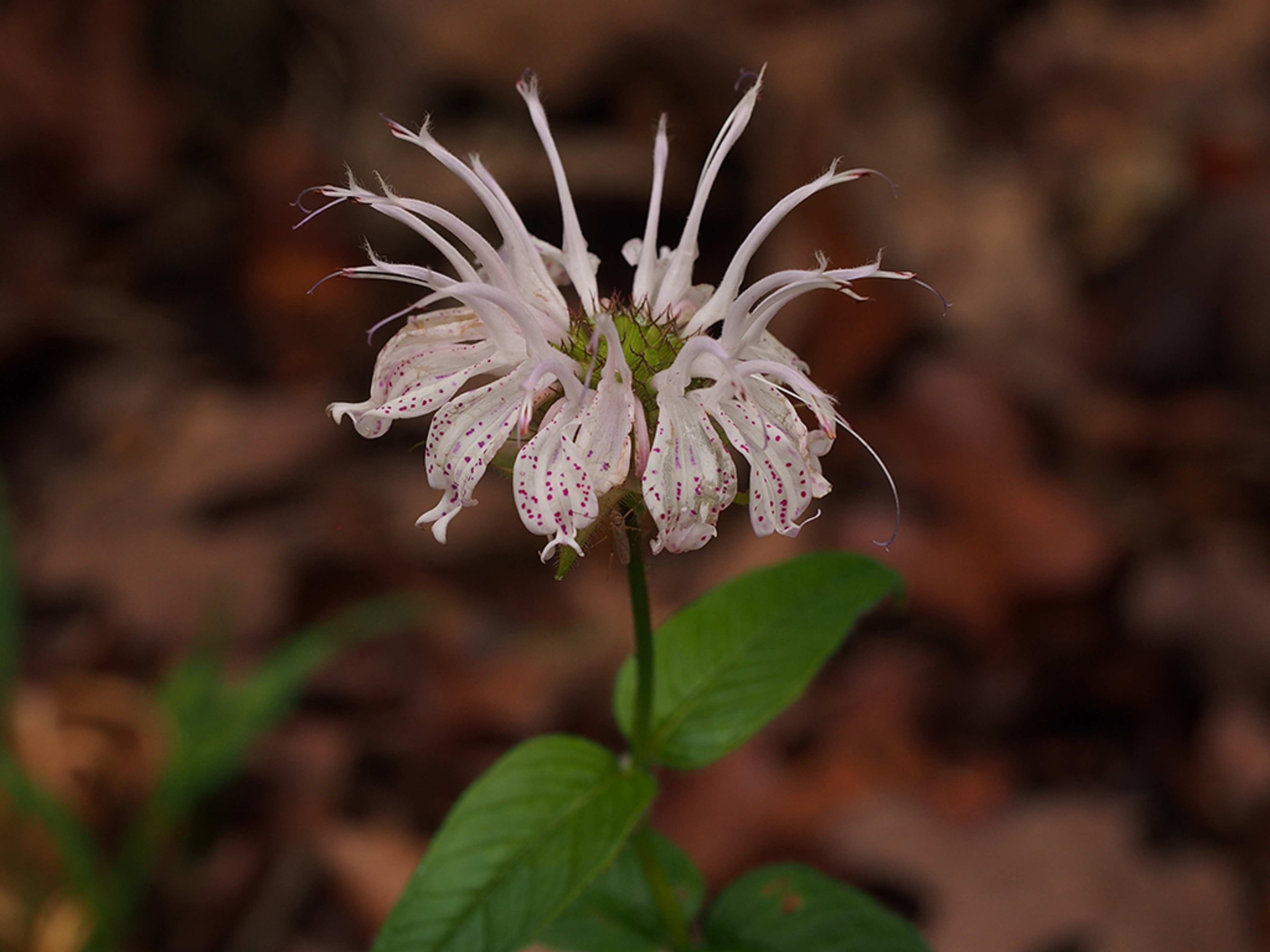 Monarda bradburiana
