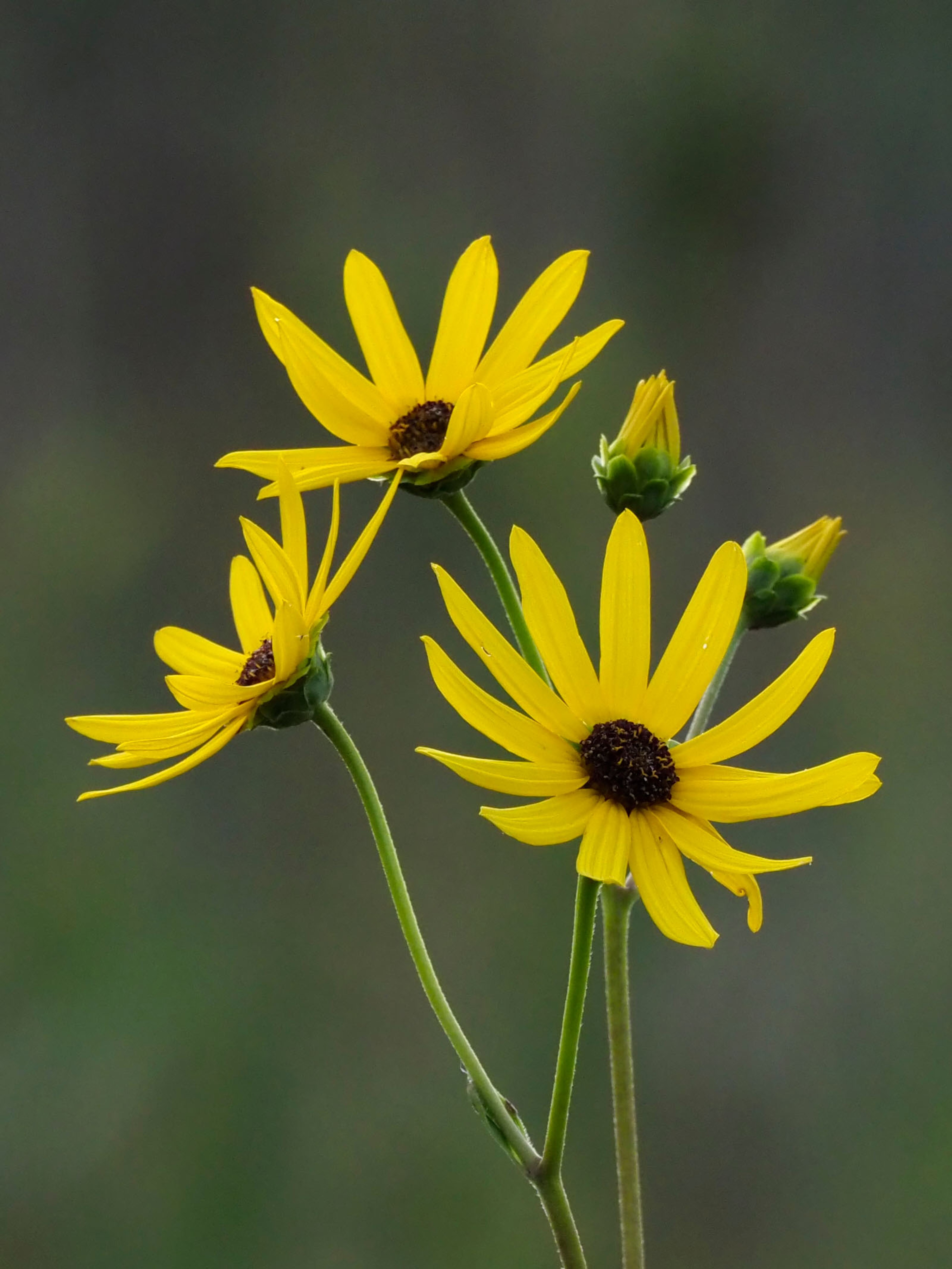 Golden flowers