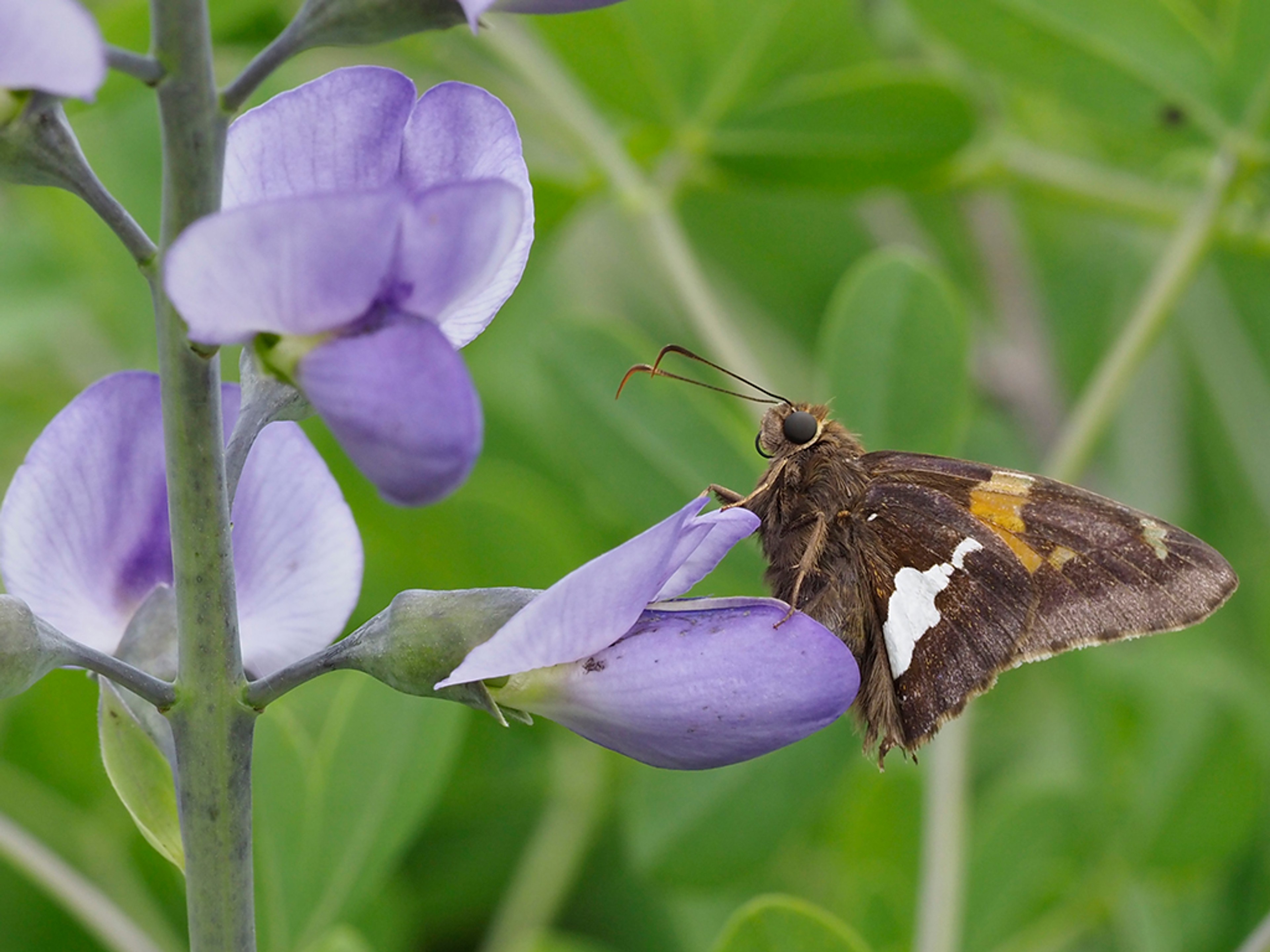 Silver spotted skipper visiting Blue False Indigo