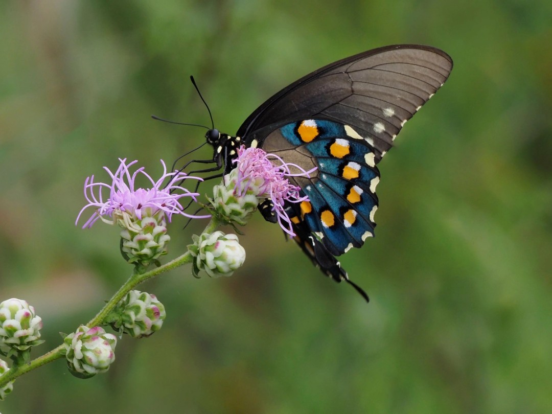 Pipevine Swallowtail
