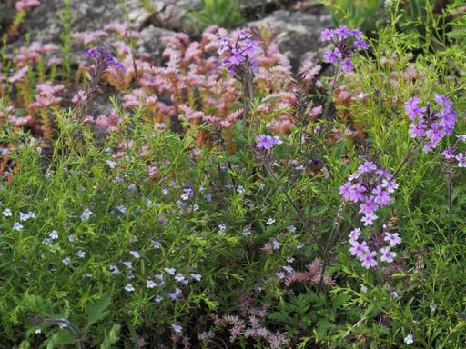 Clinopodium arkansanum & Sedum pulchellum