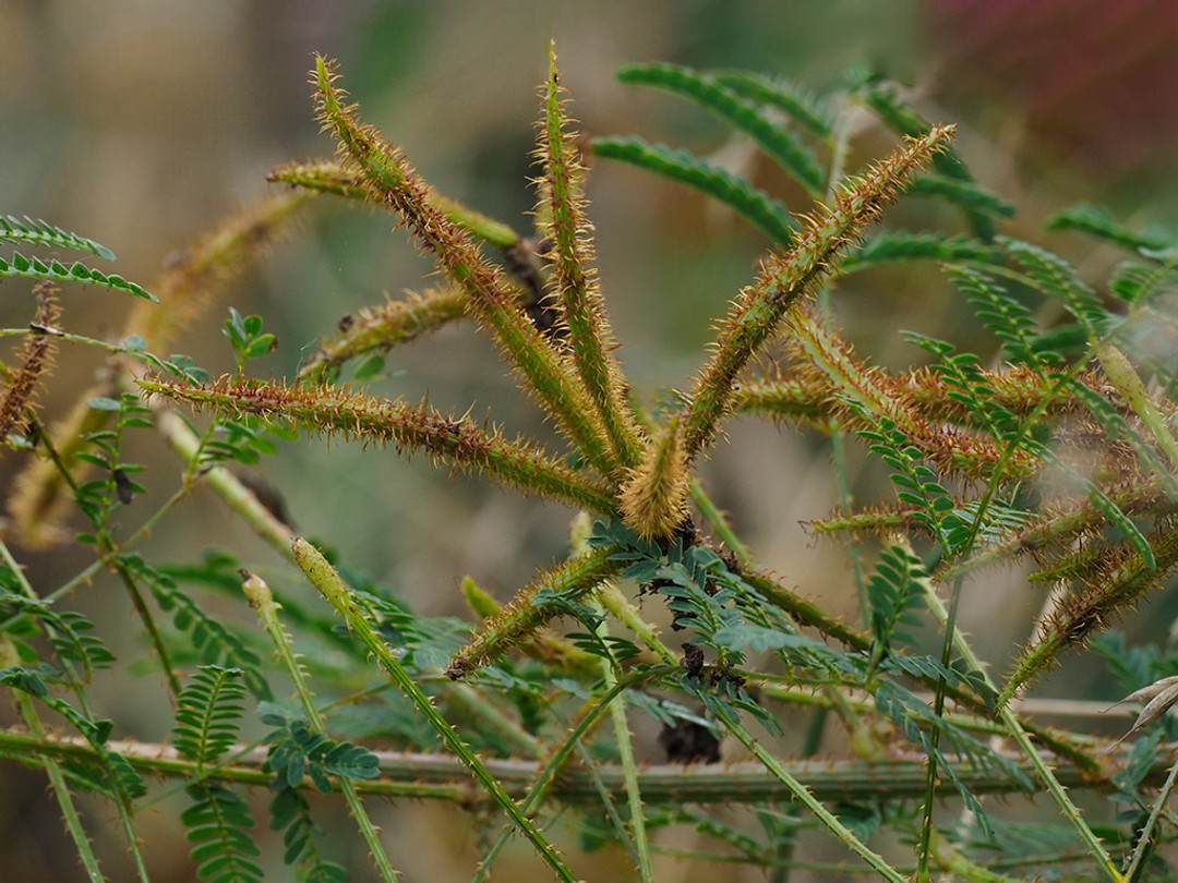 Bristly copper colored seed pods