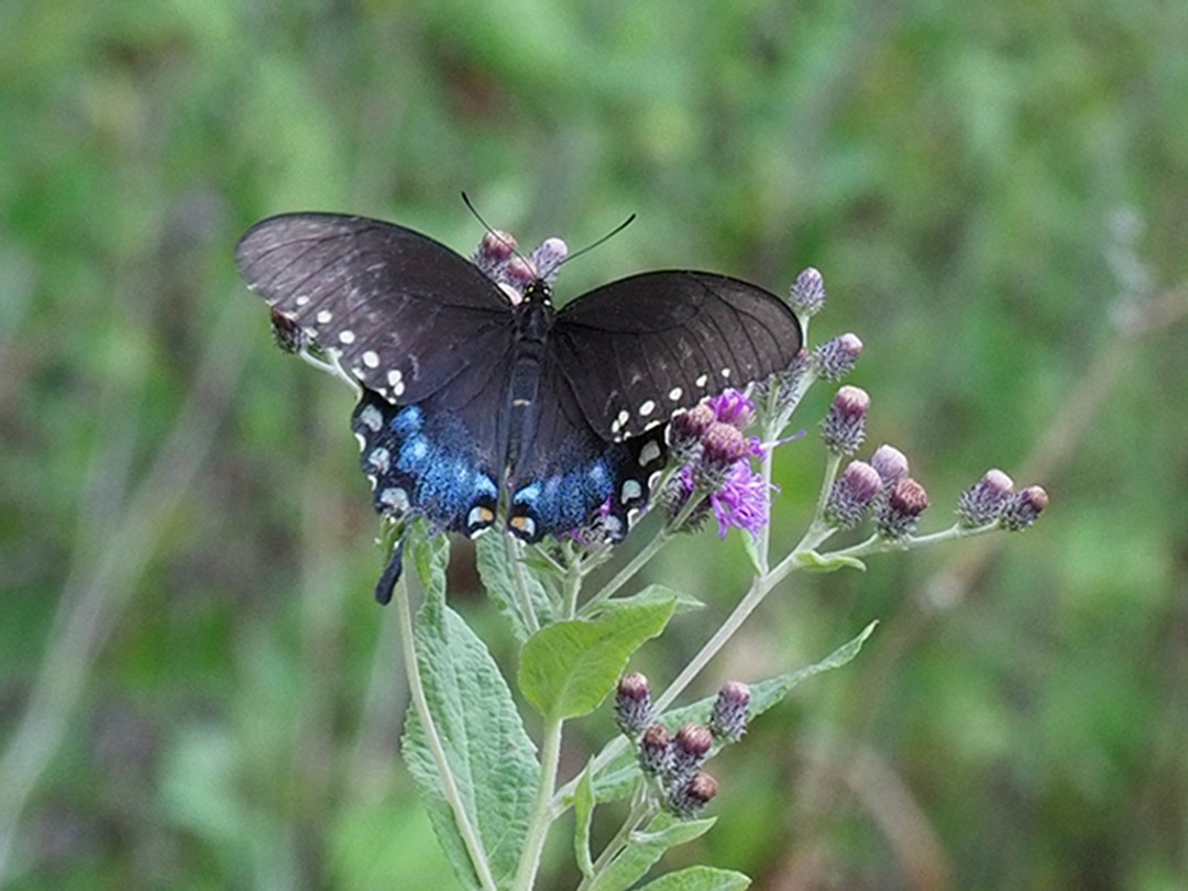 Spicebush Swallowtail