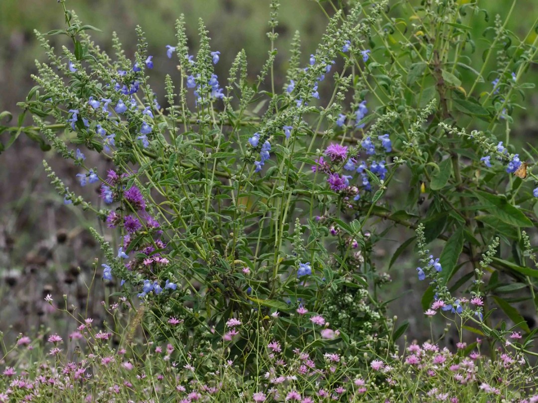Palafoxia callosa, Salvia azurea