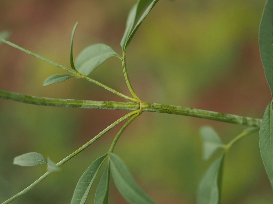 Terete Stem