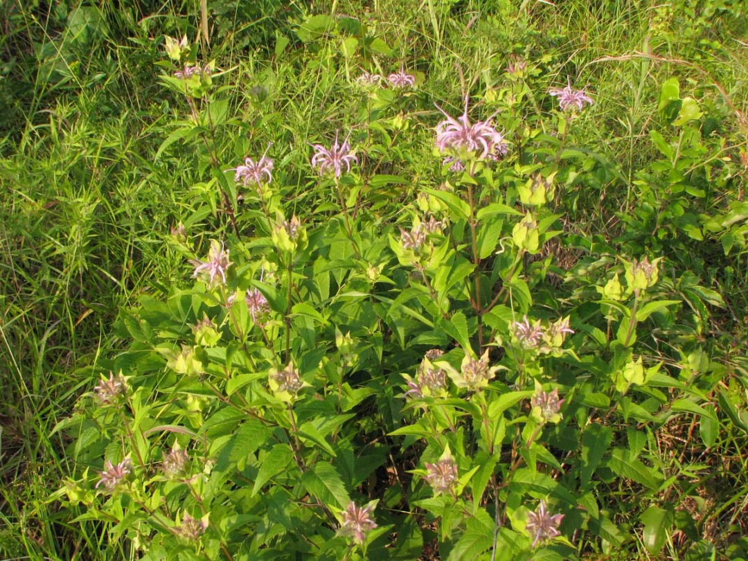 Grassland habitat