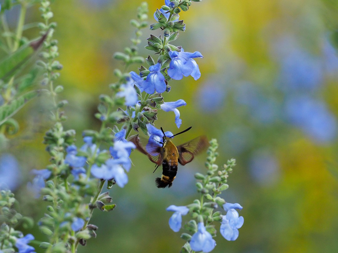 Snowberry Clearwing moth