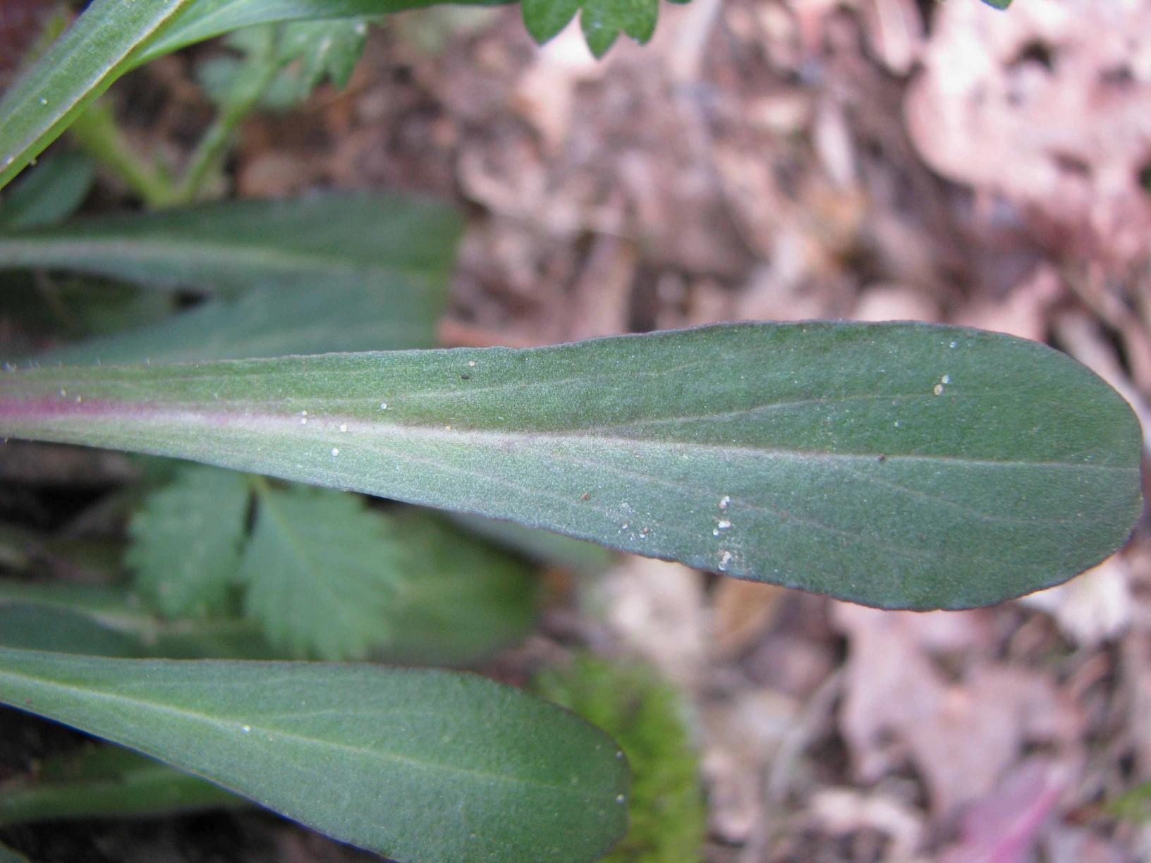 Spatulate basal rosette leaf