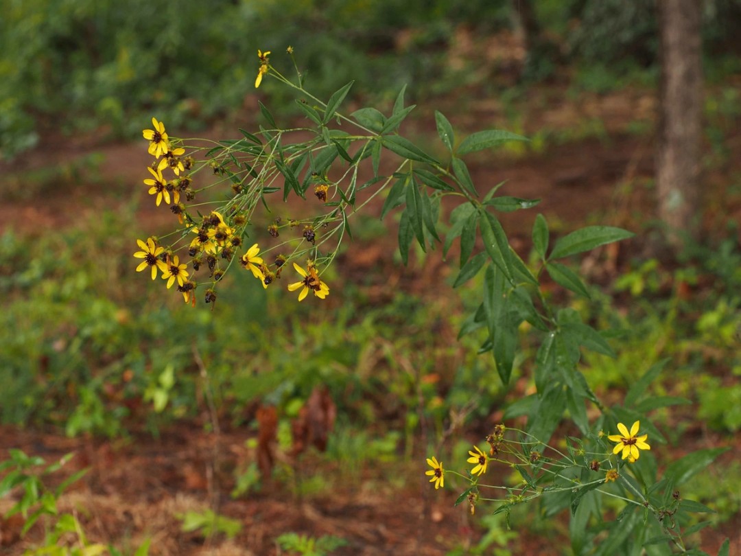Coreopsis tripteris