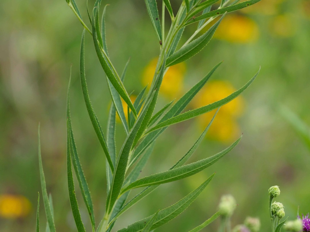 Graceful early leaves