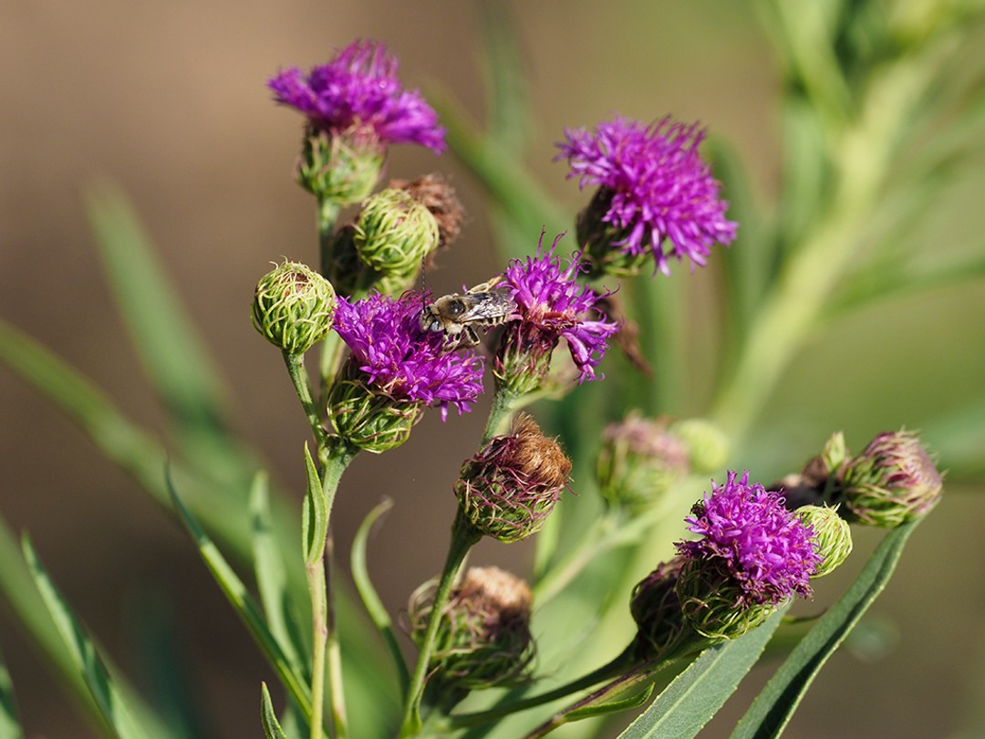 Curlytop ironweed (Vernonia arkansana)