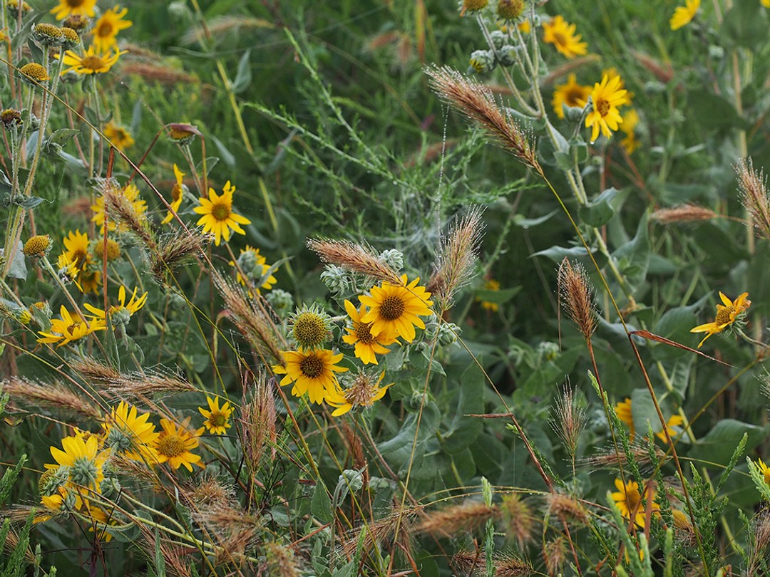 Ashy sunflower with Canada Wild Rye