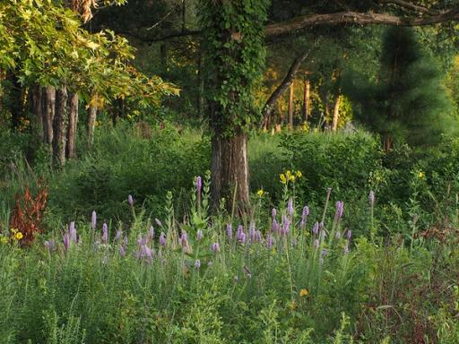 Woodland edge habitat