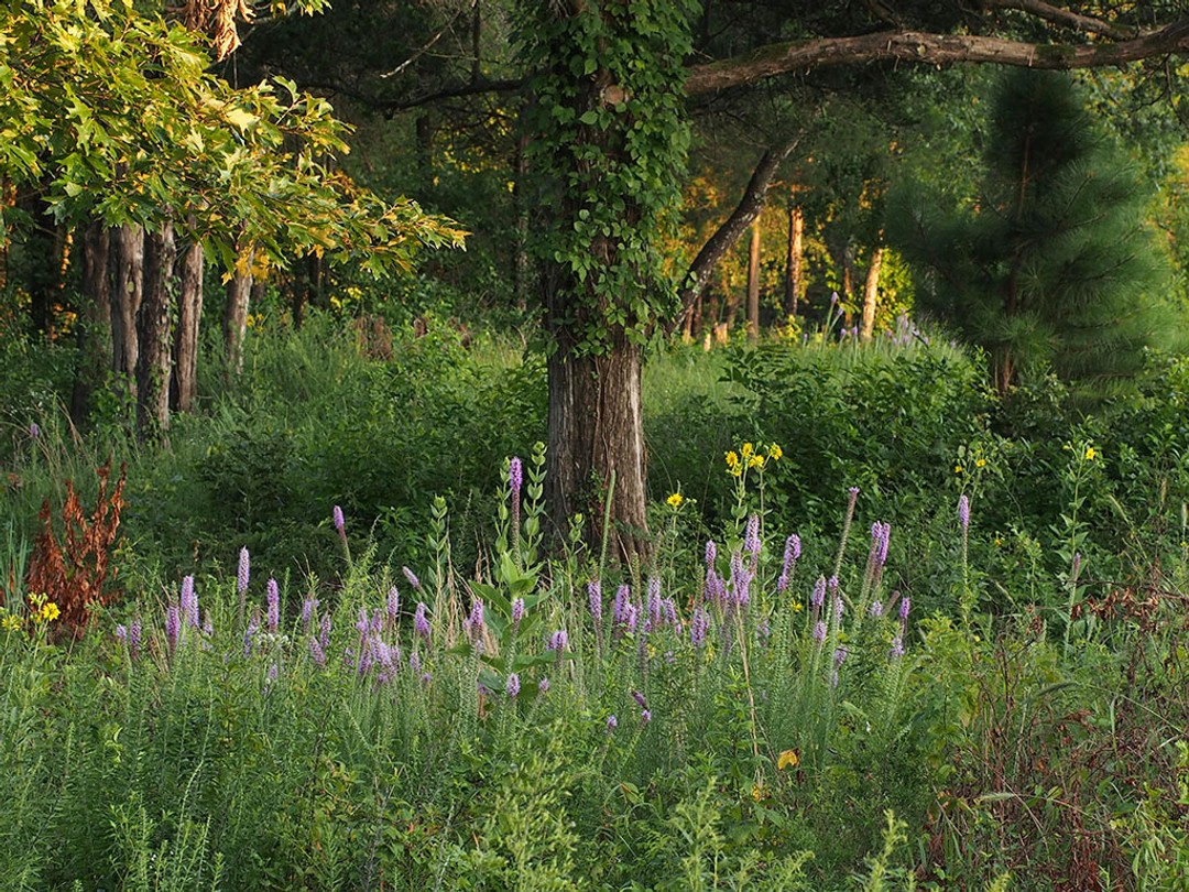 Woodland edge habitat