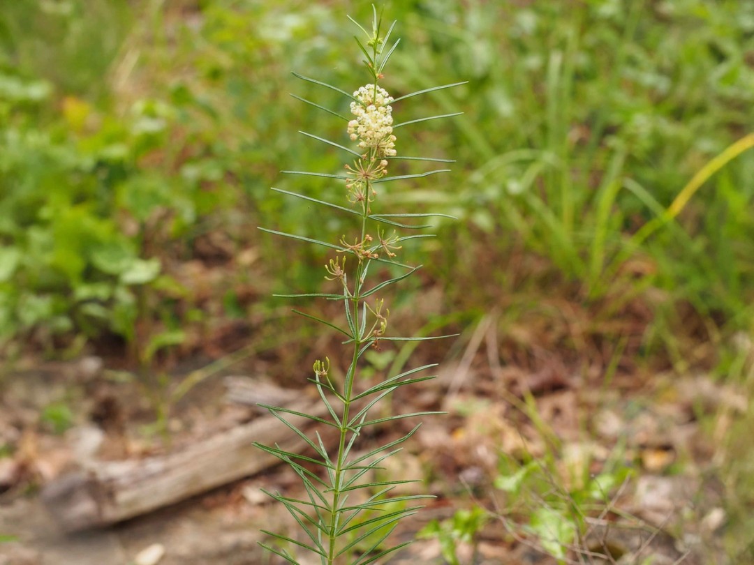 Glade habitat