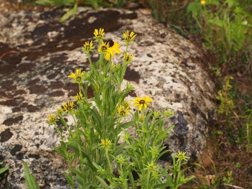 Flowering in glade habitat