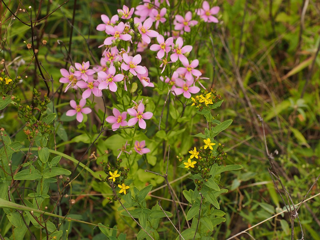 With Hypericum punctatum