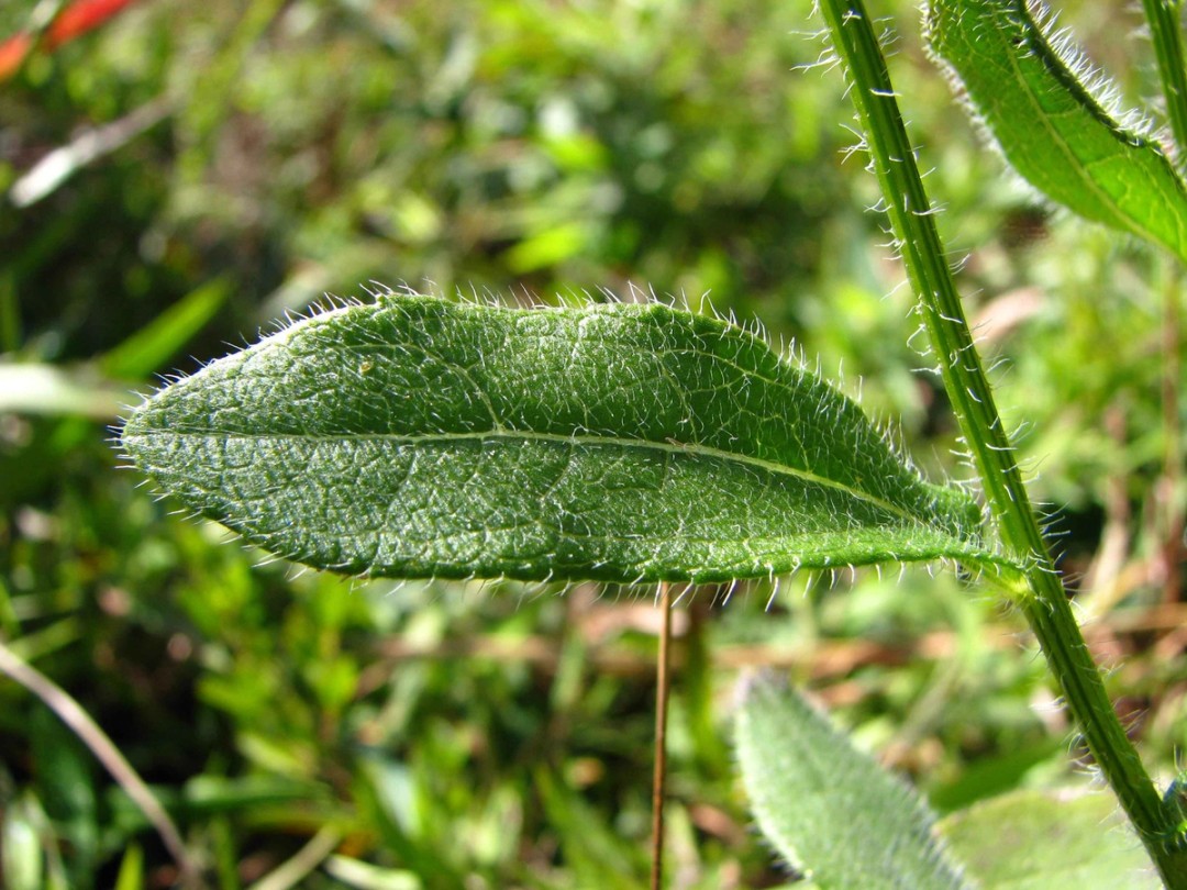 Hirsute leaf clasping stem