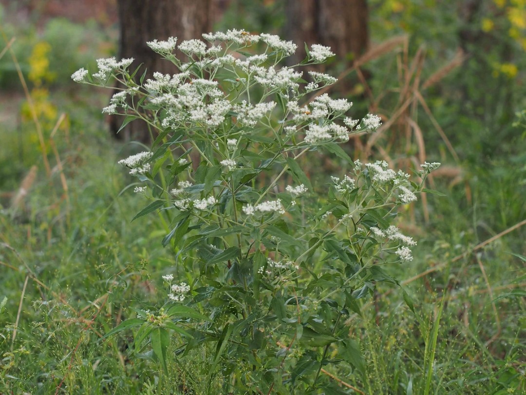 White flowers atop plant