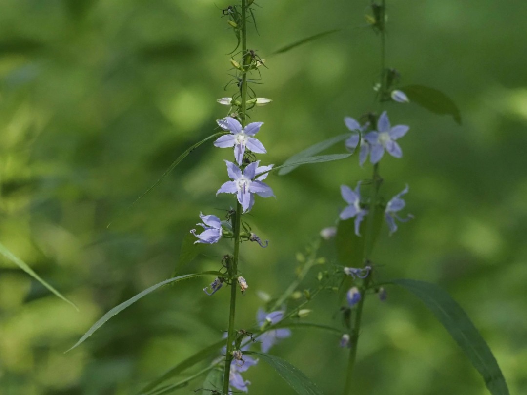 Flowers, stem and leaves