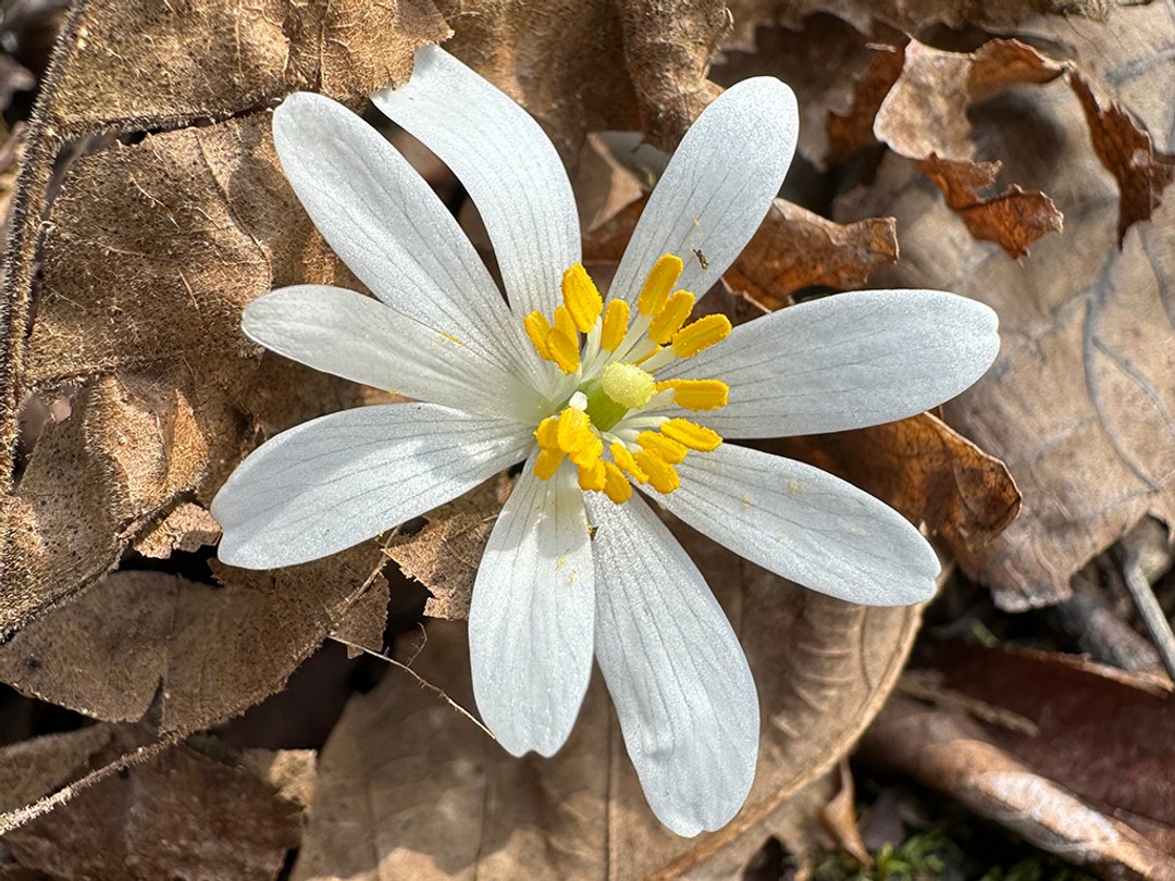 Bloodroot flower with stamens spread awaiting cross-pollination