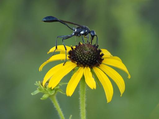 Gold-marked Thread-waisted wasp