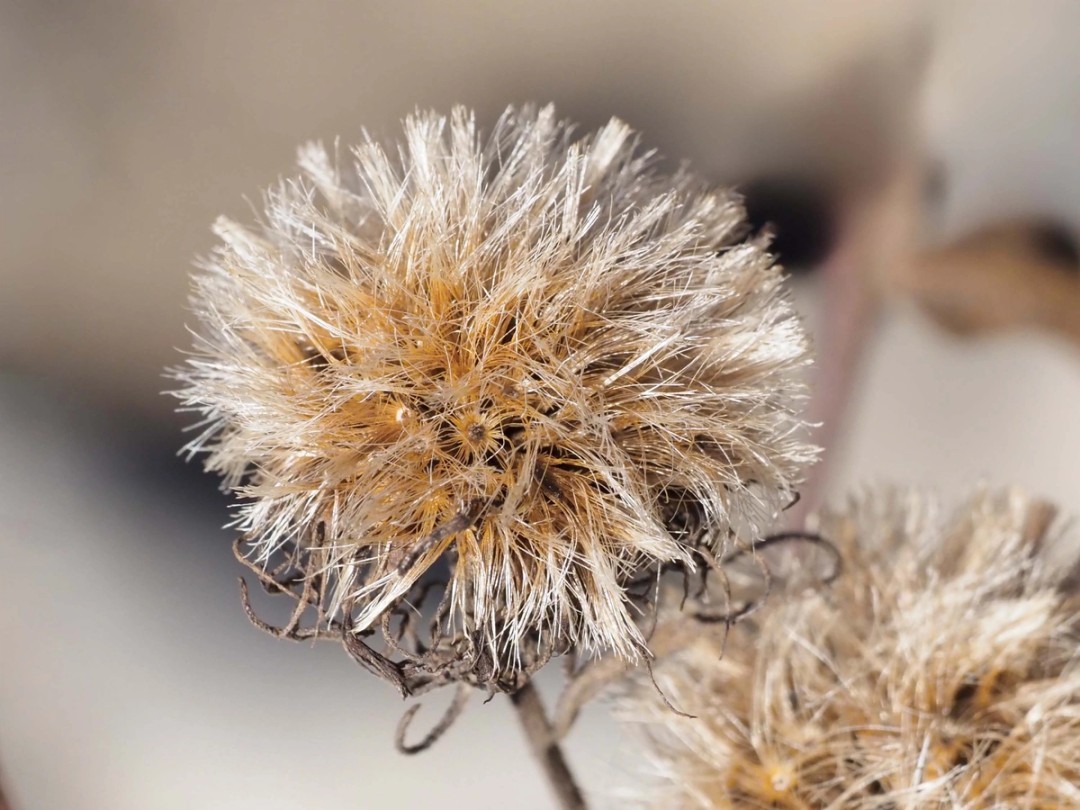 Fluffy seed head