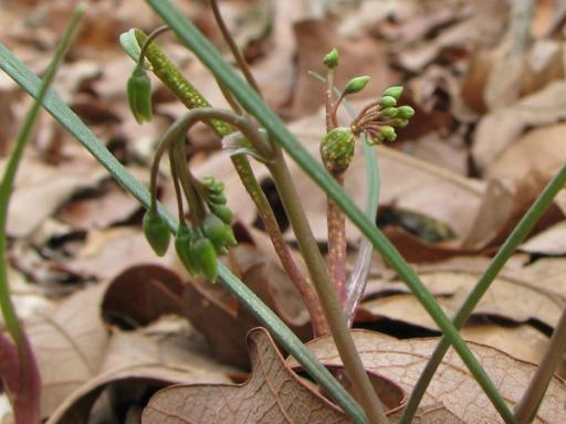 Plant rust before flowering