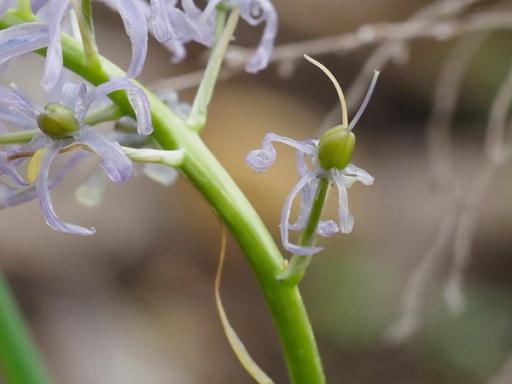 Close look at developing seed pod