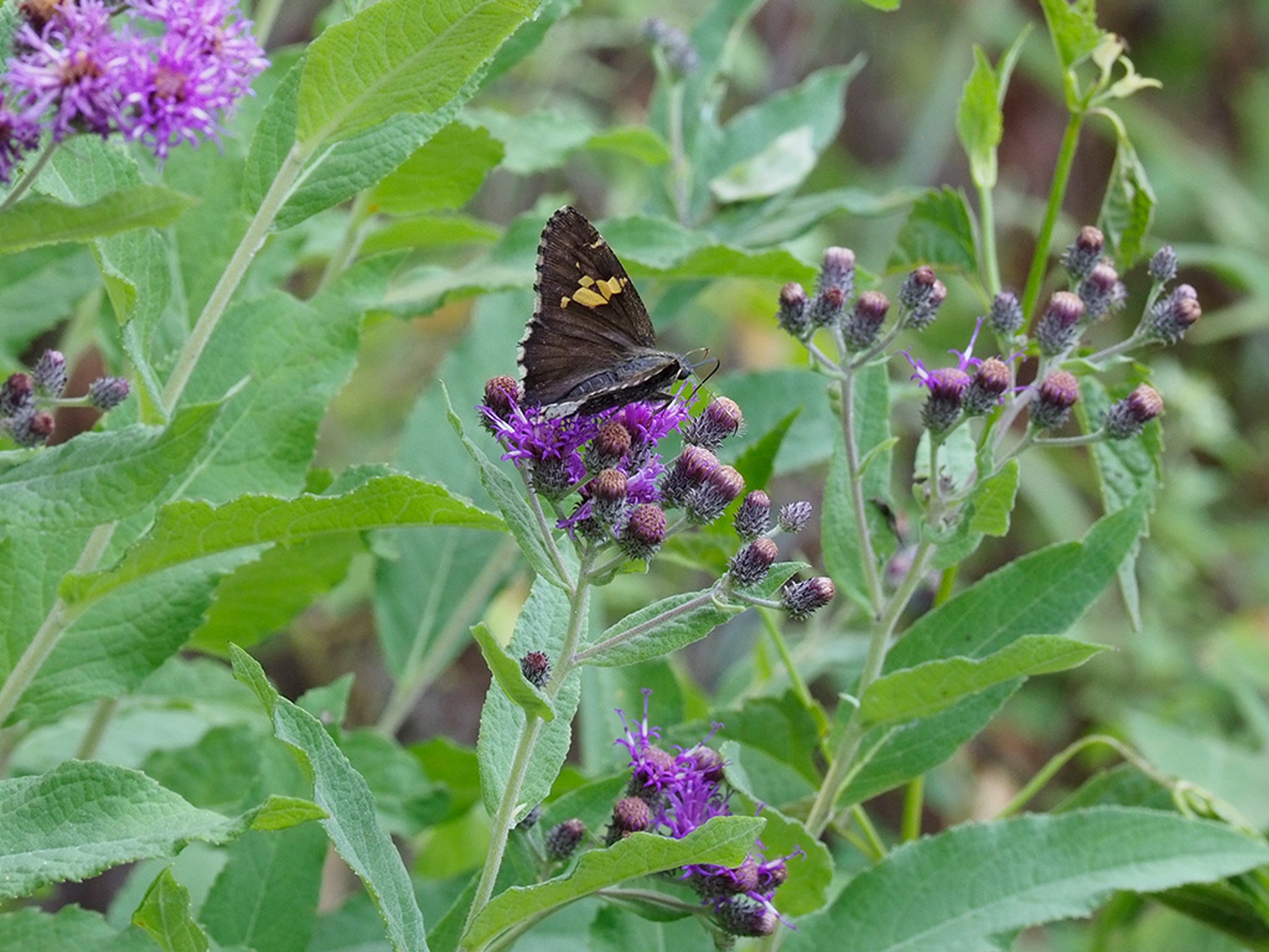 Hoary Edge Butterfly nectaring on Ironweed