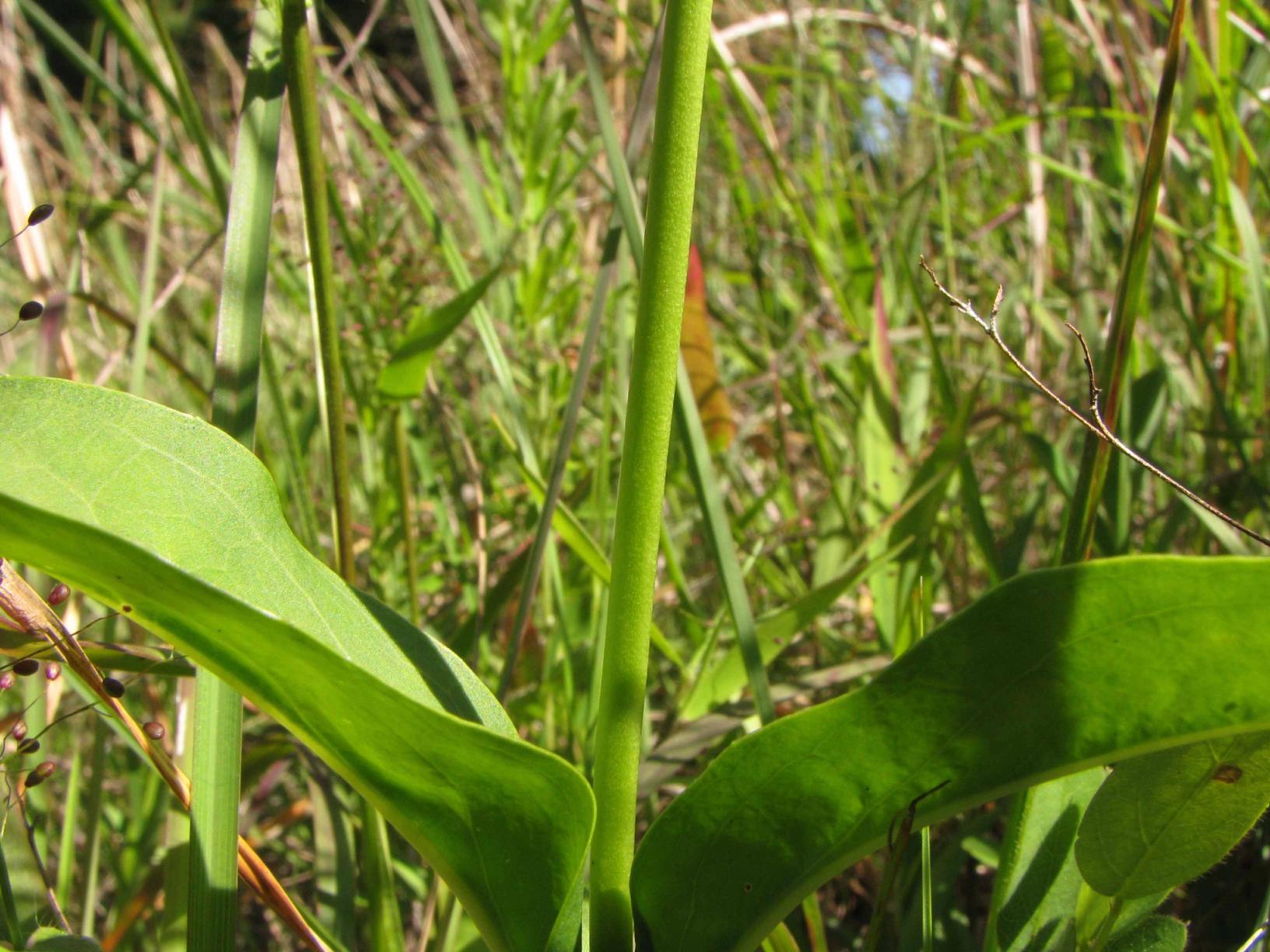Glabrous stem