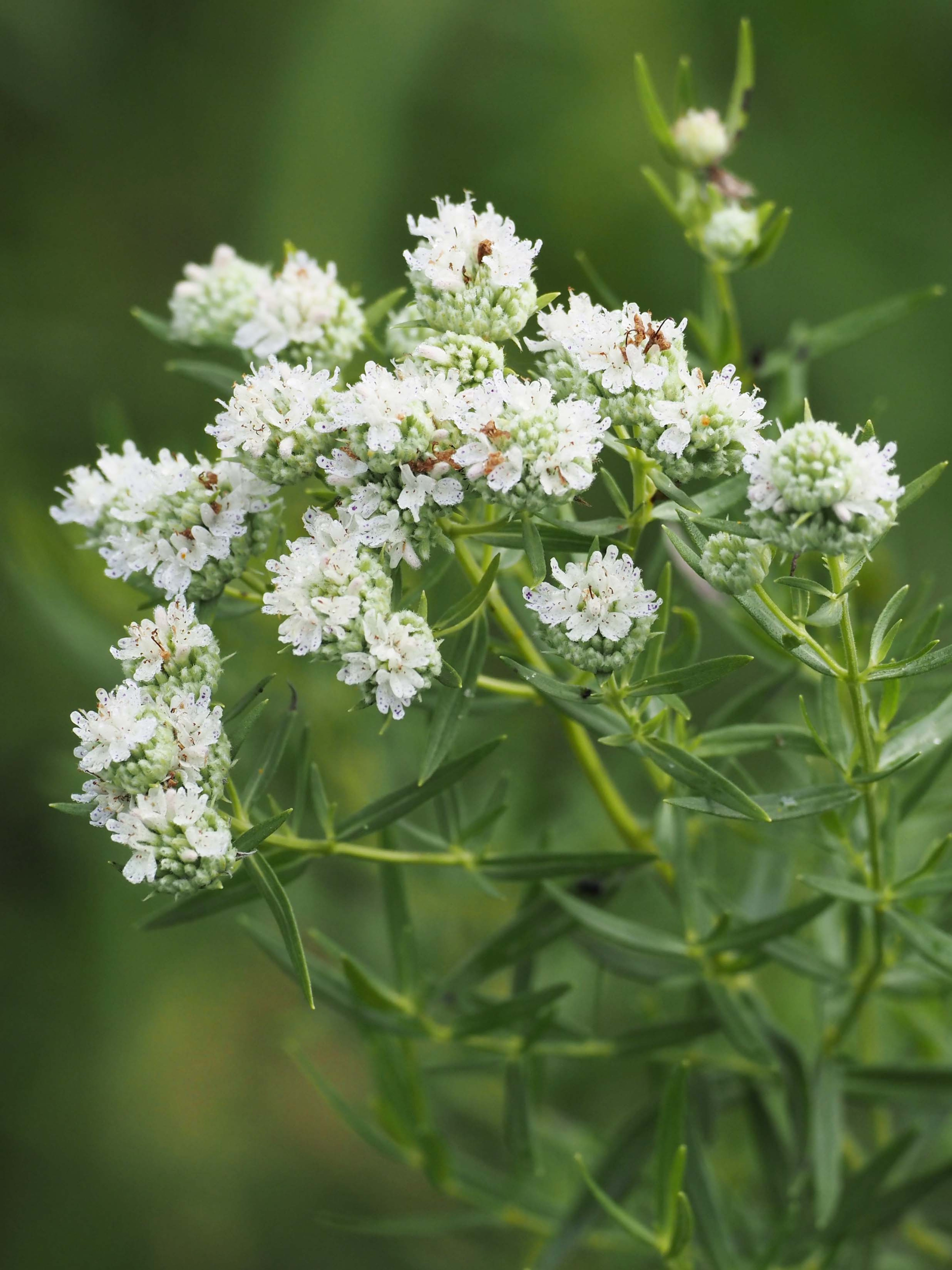 White flowers of Virginia Mountain Mint