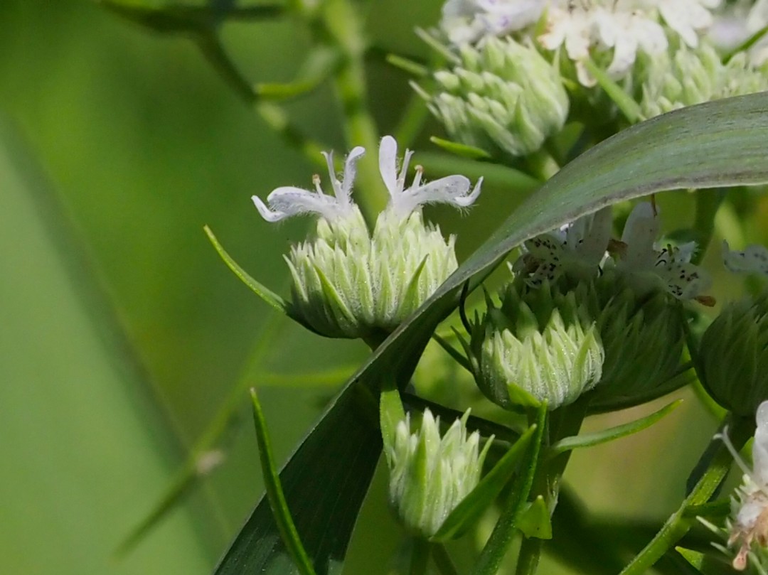 Tiny, individual flowers
